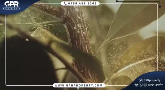 The Butterfly Mostakbal City Compound